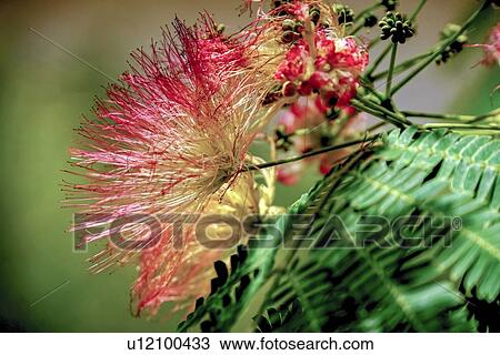 Flowering Calliandra harrisii bush View Large Photo Image Stock Image - Flowering Calliandra harrisii bush. Fotosearch