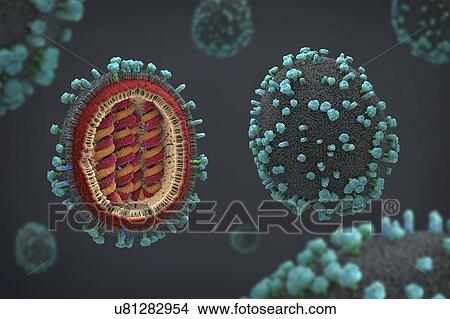 Picture - Flu virus, illustration. Fotosearch