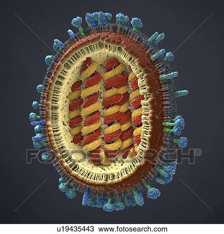 Stock Image - Flu virus, illustration. Fotosearch