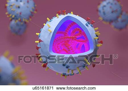 Stock Image - Flu virus, illustration. Fotosearch