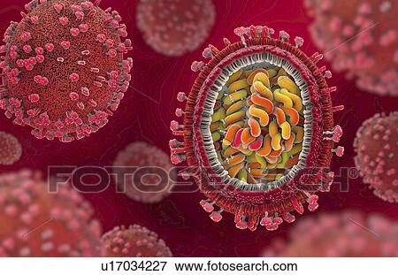 Flu virus, illustration View Large Photo Image Stock Photo - Flu virus, illustration. Fotosearch
