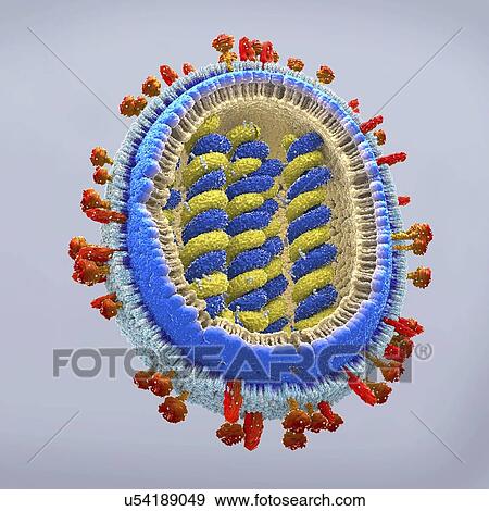 Stock Photo - Flu virus, illustration. Fotosearch