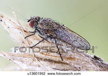 Stock Image - Fly covered with dew. Fotosearch