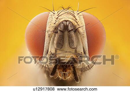 Fly head View Large Photo Image Stock Photo - Fly head. Fotosearch