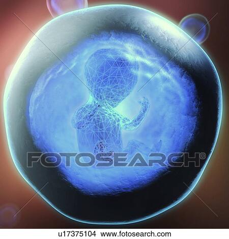 Picture - Foetus, illustration. Fotosearch