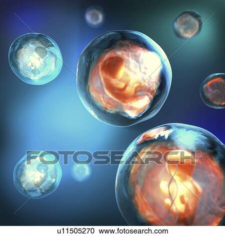 Stock Image - Foetus, illustration. Fotosearch