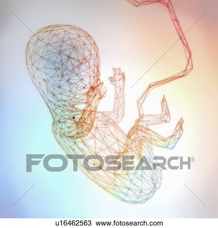 Foetus, illustration View Large Photo Image Stock Image - Foetus, illustration. Fotosearch