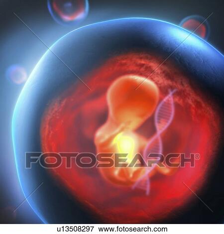 Foetus, illustration View Large Photo Image Stock Photo - Foetus, illustration. Fotosearch