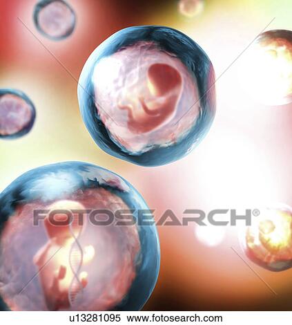 Stock Photography - Foetus, illustration. Fotosearch