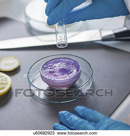Food safety inspector testing fruit View Large Photo Image Stock Image - Food safety inspector testing fruit. Fotosearch