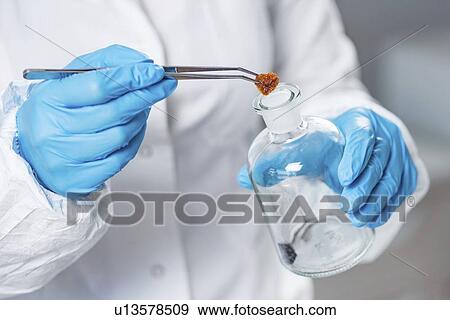 Food safety inspector working in laboratory View Large Photo Image Stock Photo - Food safety inspector working in laboratory. Fotosearch