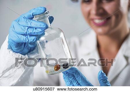 Stock Photo - Food safety inspector working in laboratory. Fotosearch