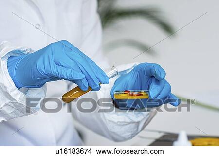 Picture - Food safety inspector working with vegetables. Fotosearch