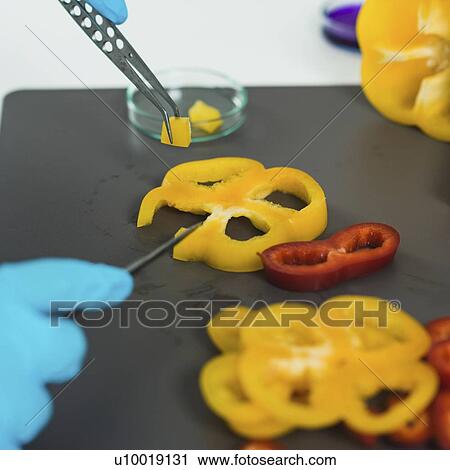 Stock Image - Food safety inspector working with vegetables. Fotosearch