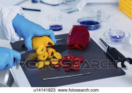 Food safety inspector working with vegetables View Large Photo Image Stock Image - Food safety inspector working with vegetables. Fotosearch