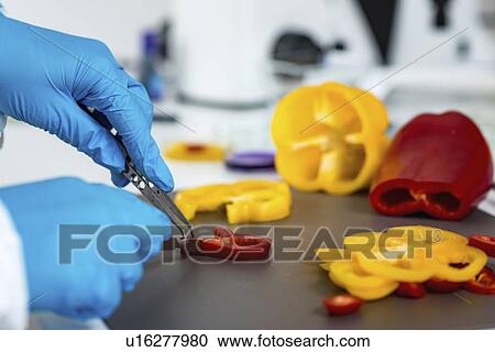 Stock Image - Food safety inspector working with vegetables. Fotosearch
