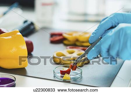 Stock Image - Food safety inspector working with vegetables. Fotosearch