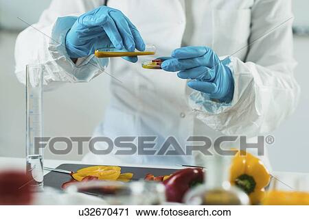 Food safety inspector working with vegetables View Large Photo Image Stock Image - Food safety inspector working with vegetables. Fotosearch