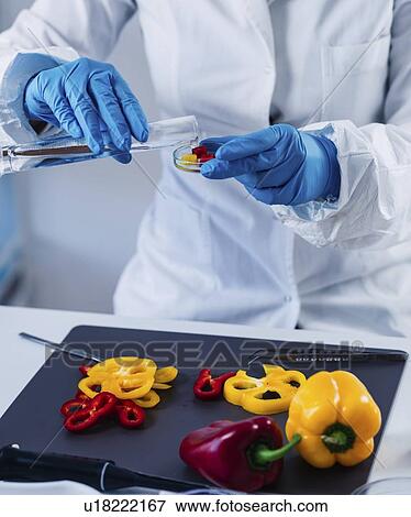 Food safety inspector working with vegetables View Large Photo Image Stock Photo - Food safety inspector working with vegetables. Fotosearch
