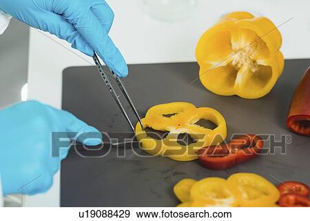 Stock Photo - Food safety inspector working with vegetables. Fotosearch