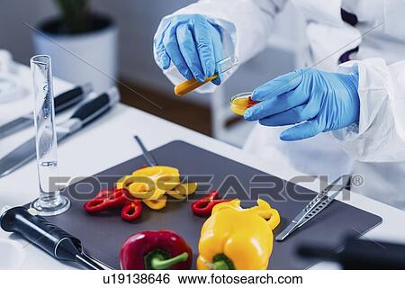 Stock Photograph - Food safety inspector working with vegetables. Fotosearch