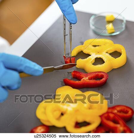 Stock Photography - Food safety inspector working with vegetables. Fotosearch