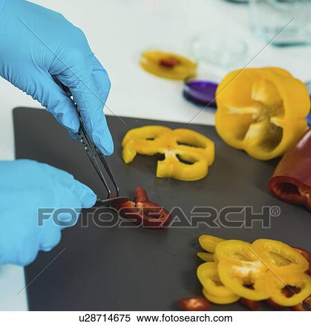 Stock Photography - Food safety inspector working with vegetables. Fotosearch