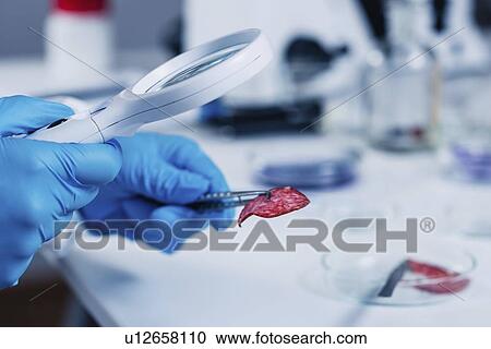 Food safety laboratory View Large Photo Image Stock Image - Food safety laboratory. Fotosearch