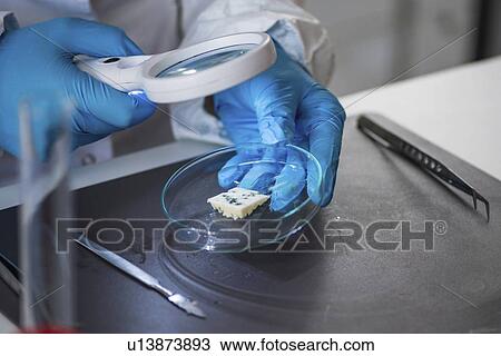 Food safety laboratory View Large Photo Image Stock Image - Food safety laboratory. Fotosearch