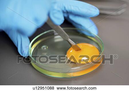 Food safety laboratory View Large Photo Image Stock Photo - Food safety laboratory. Fotosearch