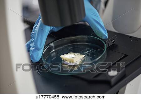 Stock Photo - Food safety laboratory. Fotosearch