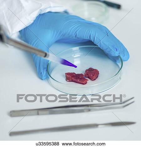 Food safety laboratory View Large Photo Image Stock Photo - Food safety laboratory. Fotosearch