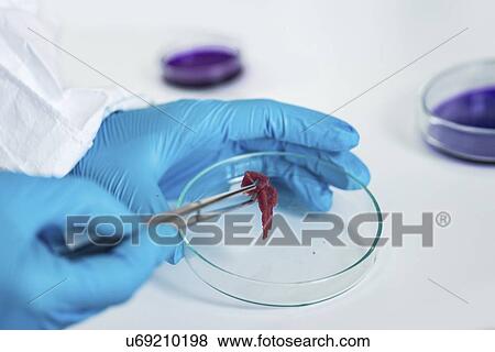 Stock Photo - Food safety laboratory. Fotosearch