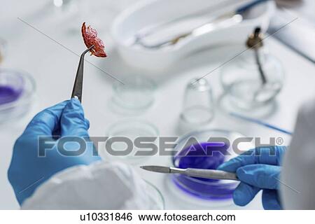 Food safety laboratory View Large Photo Image Stock Photograph - Food safety laboratory. Fotosearch