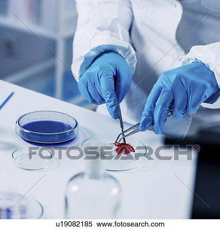 Stock Photography - Food safety laboratory. Fotosearch