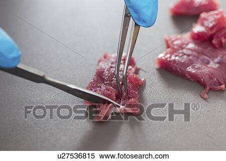 Food safety laboratory View Large Photo Image Stock Photography - Food safety laboratory. Fotosearch