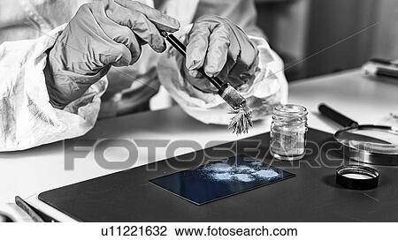 Forensic expert working in forensic science laboratory View Large Photo Image Stock Image - Forensic expert working in forensic science laboratory. Fotosearch