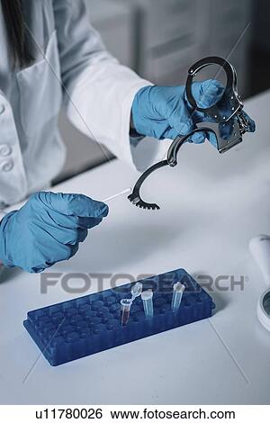 Forensics expert examining crime scene evidence View Large Photo Image Stock Photograph - Forensics expert examining crime scene evidence. Fotosearch