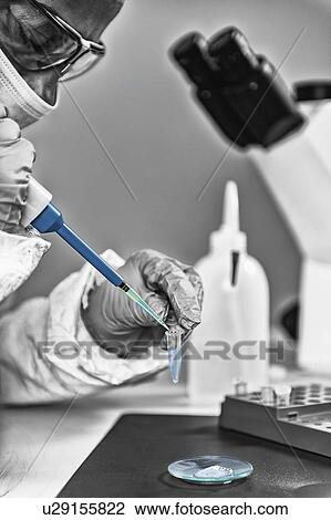 Stock Image - Forensics expert examining evidence. Fotosearch