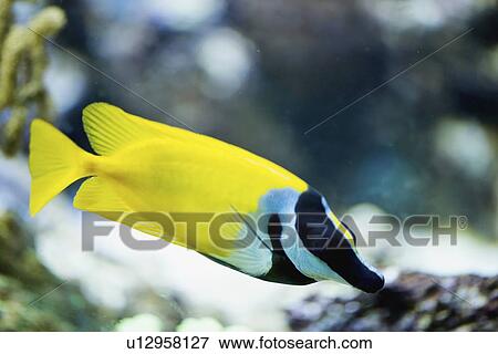 Foxface rabbitfish View Large Photo Image Stock Photo - Foxface rabbitfish. Fotosearch