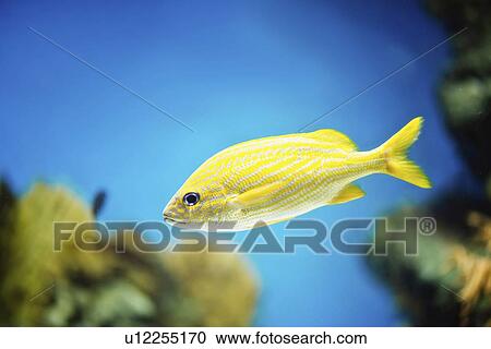 Stock Image - French Grunt. Fotosearch