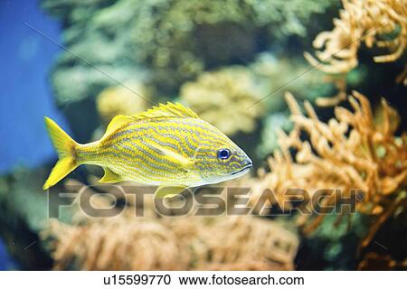 Stock Image - French Grunt. Fotosearch