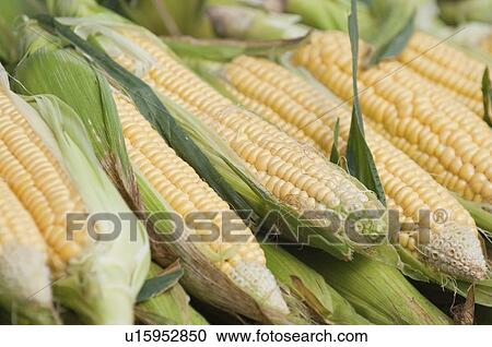 Fresh corn View Large Photo Image Stock Image - Fresh corn. Fotosearch
