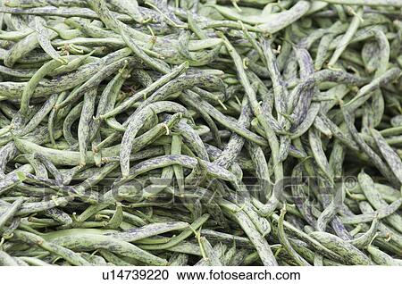 Stock Image - Fresh green beans. Fotosearch