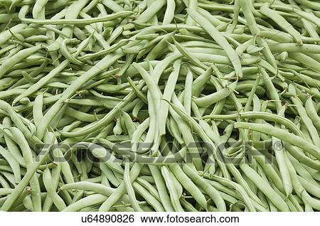 Stock Photograph - Fresh green beans. Fotosearch