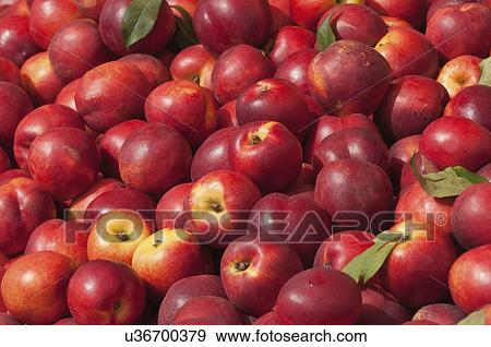 Fresh nectarines View Large Photo Image Stock Photo - Fresh nectarines. Fotosearch