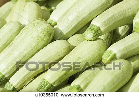 Fresh zucchini View Large Photo Image Stock Image - Fresh zucchini. Fotosearch