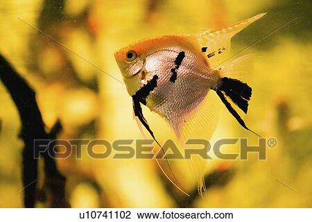 Freshwater Angelfish View Large Photo Image Stock Image - Freshwater Angelfish. Fotosearch