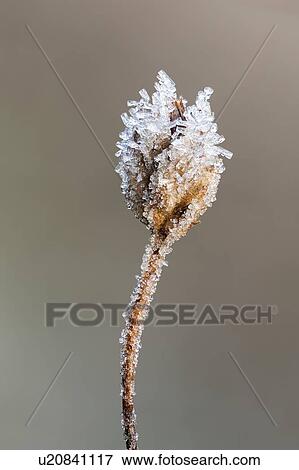 Stock Photo - Frost-covered plant. Fotosearch
