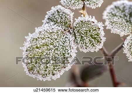 Frost-covered rose leaves View Large Photo Image Stock Photography - Frost-covered rose leaves. Fotosearch